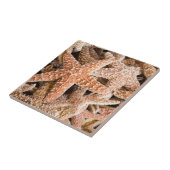 Suikerstaarvis Tegeltje (Zijkant)