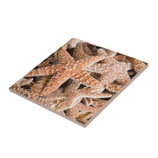 Suikerstaarvis Tegeltje (Zijkant)