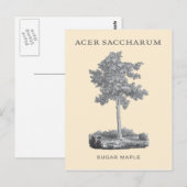 Suikersteekboom met  illustratie briefkaart (Voorkant / Achterkant)