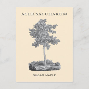 Suikersteekboom met  illustratie briefkaart