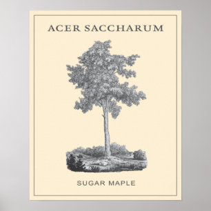 Suikersteekboom met  illustratie poster