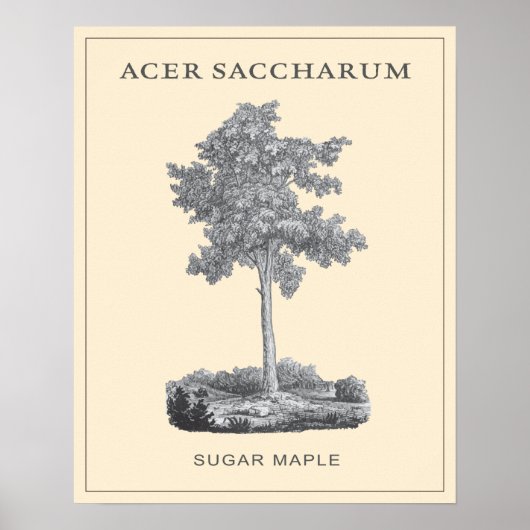 Suikersteekboom met  illustratie poster (Voorkant)