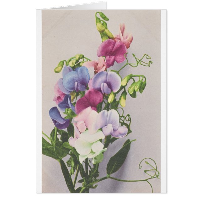 Suikerwt 1907 (Voorkant)