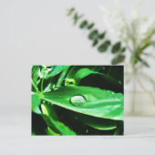 Suikerwten en regen briefkaart (Staand voorkant)