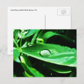 Suikerwten en regen briefkaart (Voorkant / Achterkant)