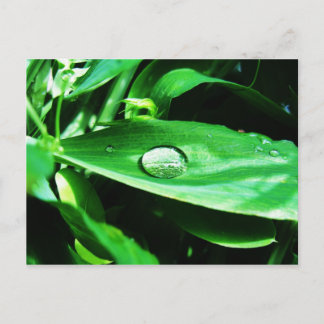 Suikerwten en regen briefkaart