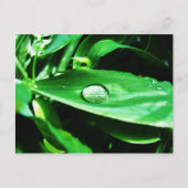 Suikerwten en regen briefkaart (Voorkant)