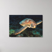 Sulawesi | Groene Zee schildpad Canvas Afdruk (Voorkant)