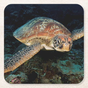 Sulawesi   Groene Zee schildpad Kartonnen Onderzetters