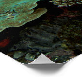 Sulawesi | Groene Zee schildpad Poster (Hoek)