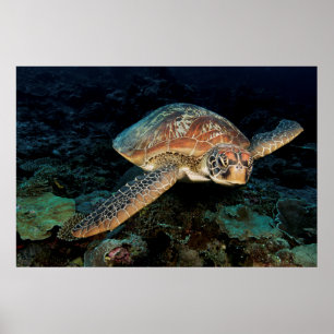 Sulawesi   Groene Zee schildpad Poster
