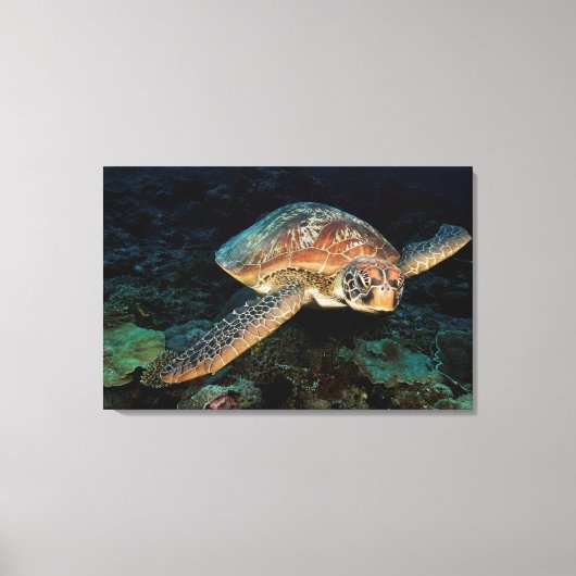 Sulawesi | Groene Zeeschildpad Canvas Afdruk (Voorkant)