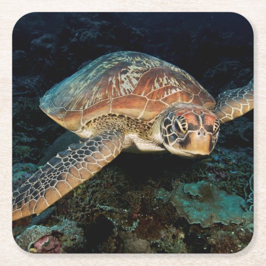 Sulawesi | Groene Zeeschildpad Kartonnen Onderzetters (Voorkant)