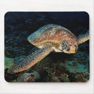 Sulawesi   Groene zeeschildpad Muismat