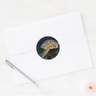 Sulawesi   Groene zeeschildpad Ronde Sticker