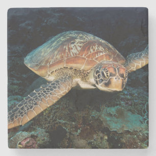 Sulawesi   Groene zeeschildpad Stenen Onderzetter