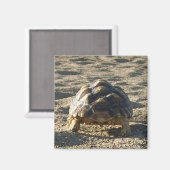 Sulcata, Afrikaanse rode schildpad, loopt in zand Magneet (Voorkant / Achterkant)