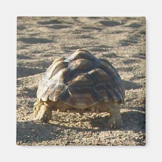Sulcata, Afrikaanse rode schildpad, loopt in zand Magneet (Voorkant)