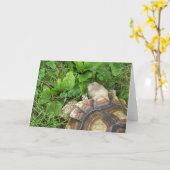 Sulcata schildpad eten klaver, weegbree, in gras kaart (Gele Bloem)