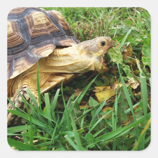 Sulcata schildpad, mond open grazen in gras vierkante sticker (Voorkant)