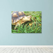 Sulcata schildpad, open mond, grazen in gras canvas afdruk (Insitu (Houten vloer))