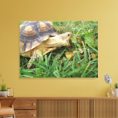 Sulcata schildpad, open mond, grazen in gras canvas afdruk (Insitu (Woonkamer))
