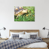 Sulcata schildpad, open mond, grazen in gras canvas afdruk (Insitu (Slaapkamer))