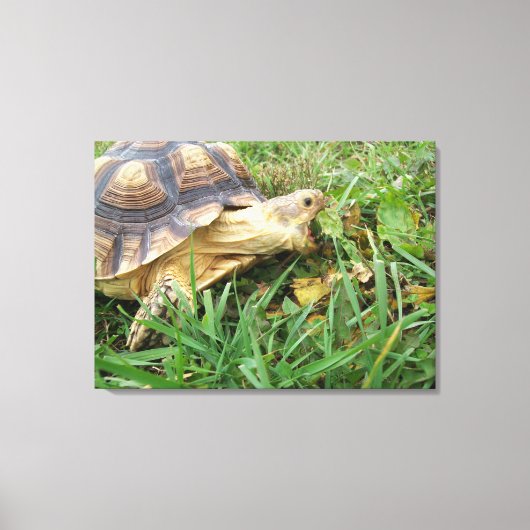 Sulcata schildpad, open mond, grazen in gras canvas afdruk (Voorkant)