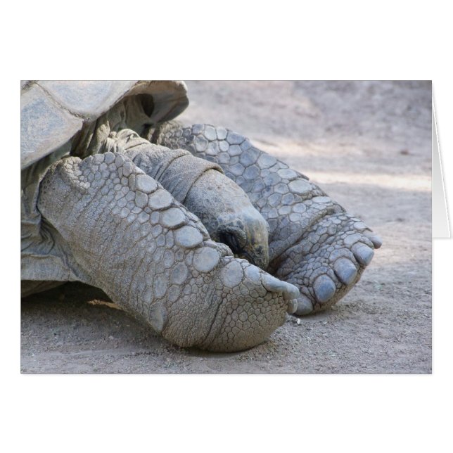 Sulcata Tortoise (Voorkant Horizontaal)