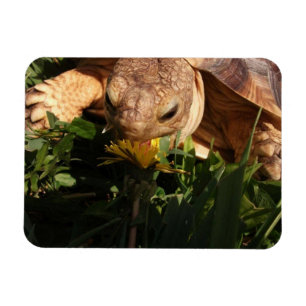 Sulcata Tortoise Bites Dandelion in Grass Magneet