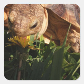 Sulcata Tortoise Bites Dandelion in Grass Vierkante Sticker