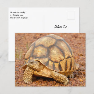 Sulcata Tortoise Briefkaart