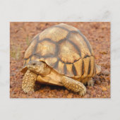 Sulcata Tortoise Briefkaart (Voorkant)