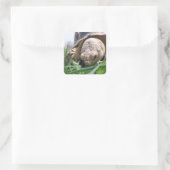 Sulcata Tortoise Close-up Grazen op het Grass Squa Vierkante Sticker (Tas)