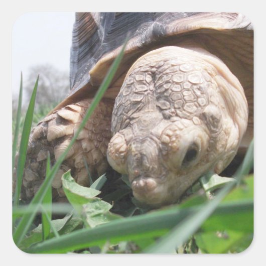 Sulcata Tortoise Close-up Grazen op het Grass Squa Vierkante Sticker (Voorkant)
