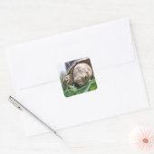 Sulcata Tortoise Close-up Grazen op het Grass Squa Vierkante Sticker (Envelop)