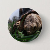 Sulcata Tortoise Close-up Grazing in Grass Ronde Button 5,7 Cm (Voorkant)