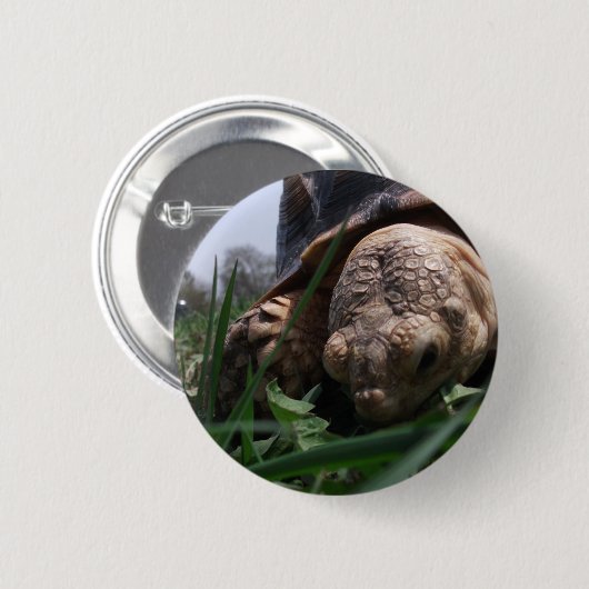 Sulcata Tortoise Close-up Grazing in Grass Ronde Button 5,7 Cm (Voorkant /achterkant)