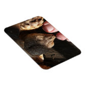 Sulcata Tortoise die de volkstrook bekijkt Magneet (Rechterzijde)