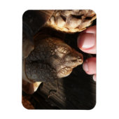 Sulcata Tortoise die de volkstrook bekijkt Magneet (Verticaal)