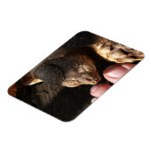 Sulcata Tortoise die de volkstrook bekijkt Magneet (Linkerzijde)