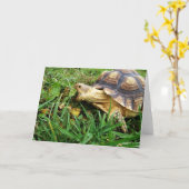 Sulcata Tortoise die een grote bite van Dandelion  Kaart (Gele Bloem)