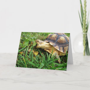 Sulcata Tortoise die een grote bite van Dandelion  Kaart