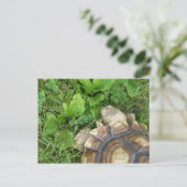 Sulcata Tortoise Eating Clover and Plantain Briefkaart (Staand voorkant)
