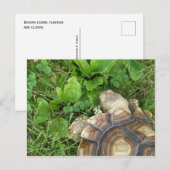 Sulcata Tortoise Eating Clover and Plantain Briefkaart (Voorkant / Achterkant)