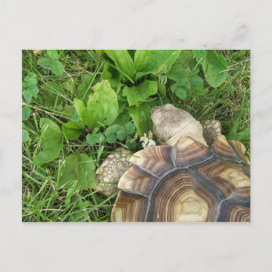 Sulcata Tortoise Eating Clover and Plantain Briefkaart
