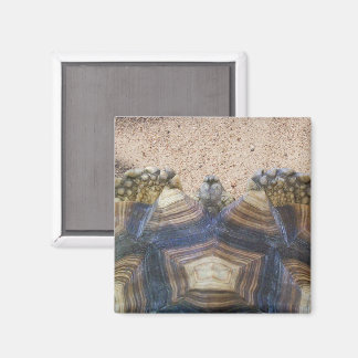 Sulcata Tortoise en Sand Magneet