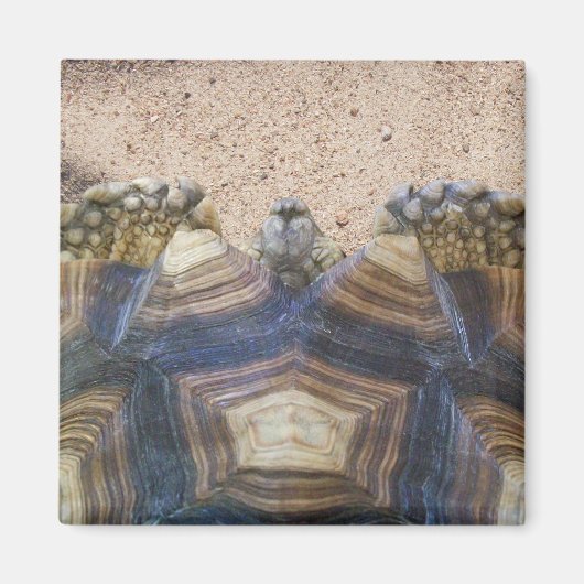 Sulcata Tortoise en Sand Magneet (Voorkant)