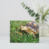 Sulcata Tortoise Grazing in Grass, Mouth Open Briefkaart (Staand voorkant)