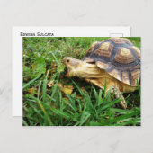 Sulcata Tortoise Grazing in Grass, Mouth Open Briefkaart (Voorkant / Achterkant)